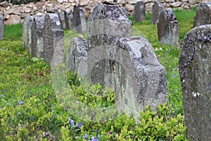 Headstones on Jewish graveyard in OlÃÂ¡any near JindÃâ¢ichuv Hradec photo